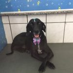 SUSY CENTER PET