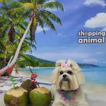 Shopping Animal